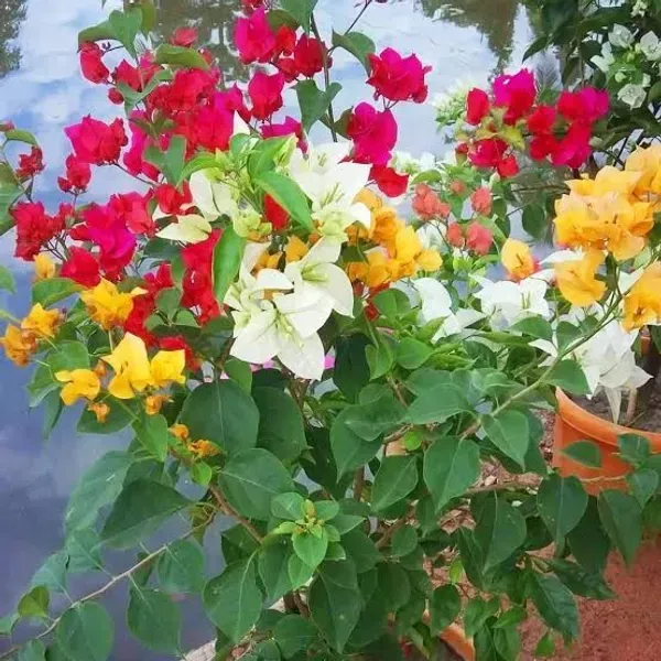 Multigrafted_Bougainvillea_Flower_Plant_5_Colour