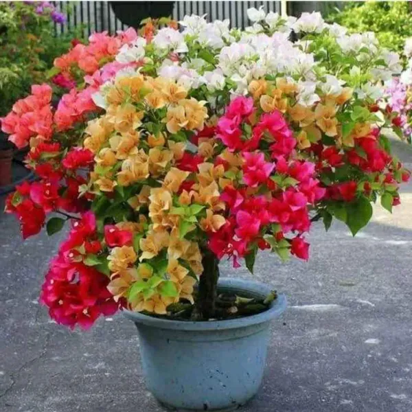 Multigrafted_Bougainvillea_Flower_Plant_5_Colour