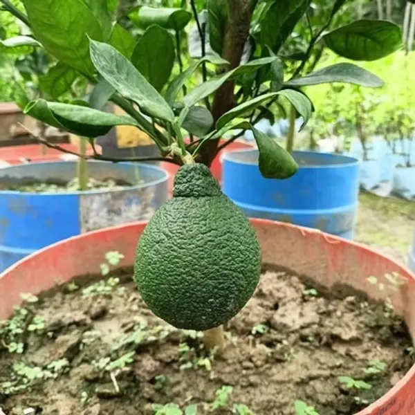 All_Time_Vietnam_Malta_Grafted_Lemon_Fruit_Plant