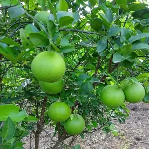 All_Time_Vietnam_Malta_Grafted_Lemon_Fruit_Plant