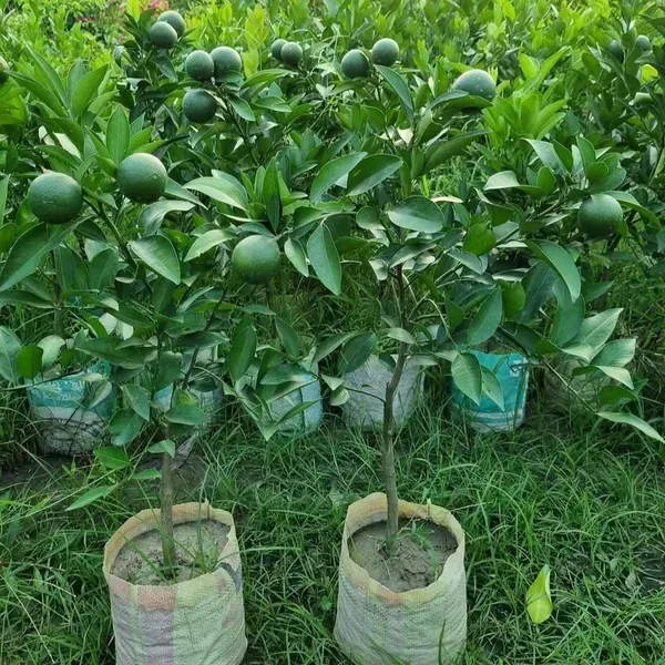 All_Time_Vietnam_Malta_Grafted_Lemon_Fruit_Plant