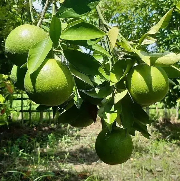 All_Time_Vietnam_Malta_Grafted_Lemon_Fruit_Plant