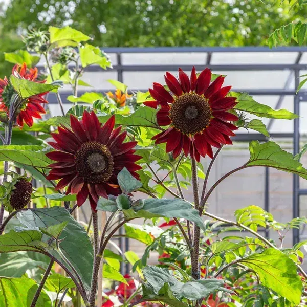 Sun_Flower_Live_Plant_Red_For_Home_Garden