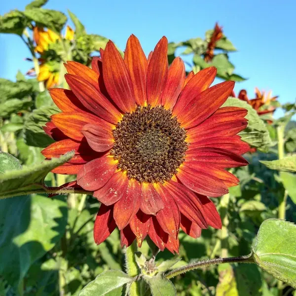 Sun_Flower_Live_Plant_Red_For_Home_Garden