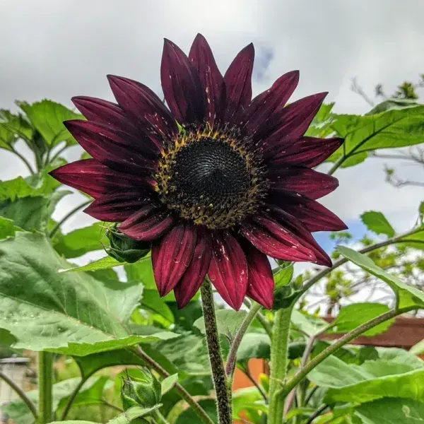 Sun_Flower_Live_Plant_Red_For_Home_Garden