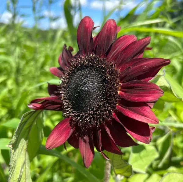 Sun_Flower_Live_Plant_Red_For_Home_Garden