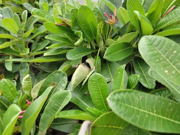 Dwarf_Variety_Pulmeria_Flower_Plant