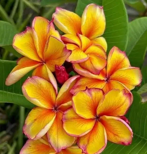 Dwarf_Variety_Pulmeria_Flower_Plant