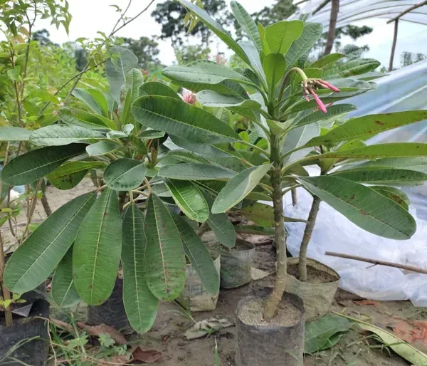Dwarf_Variety_Pulmeria_Flower_Plant