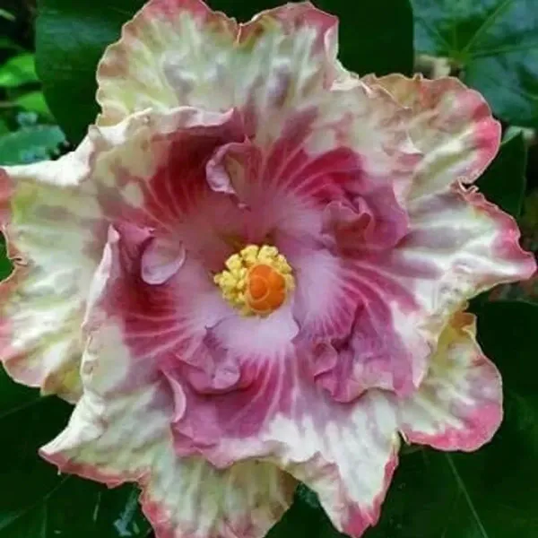 Australian_Variety_Grafted_Hibiscus_Flower_Plant