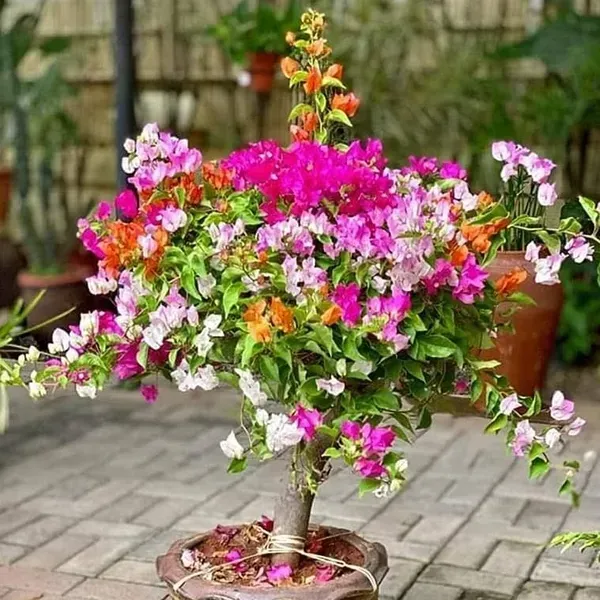 Multigrafted_Bougainvillea_Flower_Plant_8_Colour