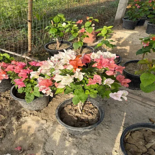 Multigrafted_Bougainvillea_Flower_Plant_8_Colour