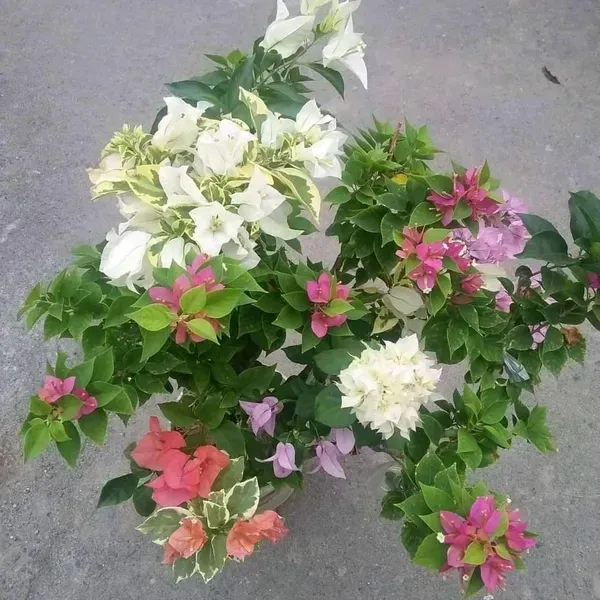 Multigrafted_Bougainvillea_Flower_Plant_8_Colour
