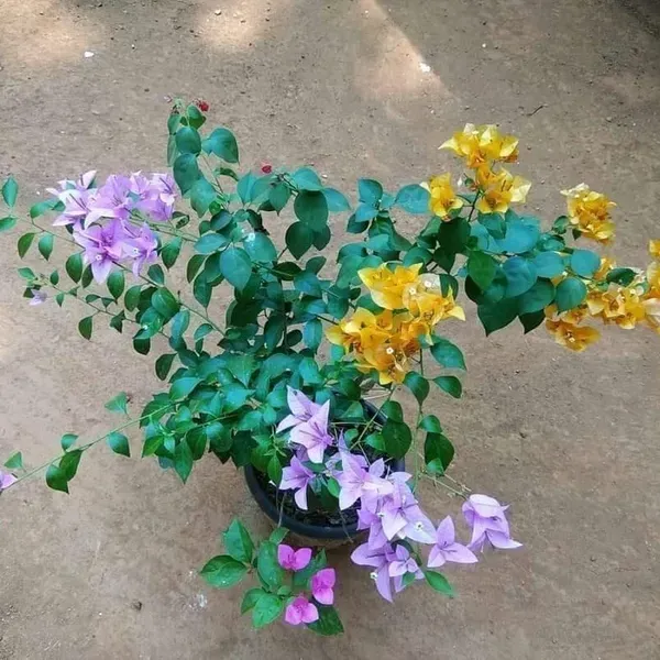 Multigrafted_Bougainvillea_Flower_Plant_8_Colour