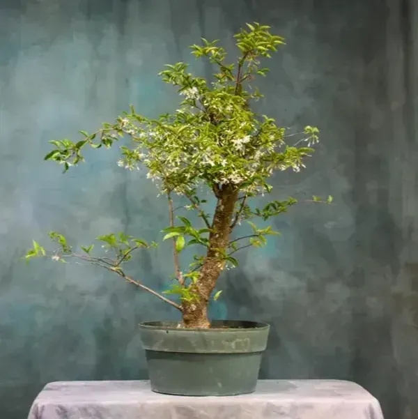 Bonsai_Water_Jasmine_Plant_For_Home_Garden