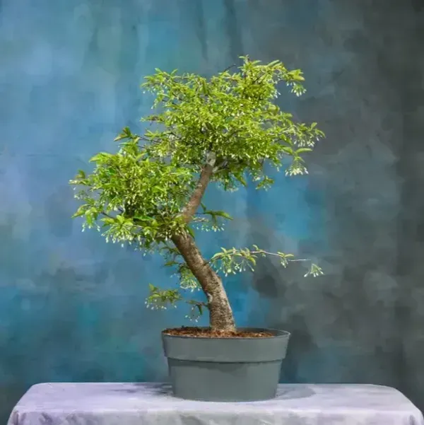 Bonsai_Water_Jasmine_Plant_For_Home_Garden