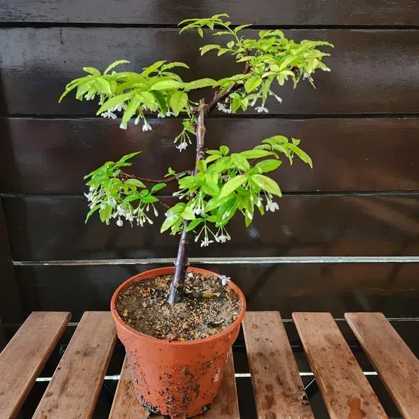 Bonsai_Water_Jasmine_Plant_For_Home_Garden