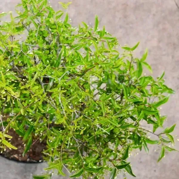 Bonsai_Water_Jasmine_Plant_For_Home_Garden