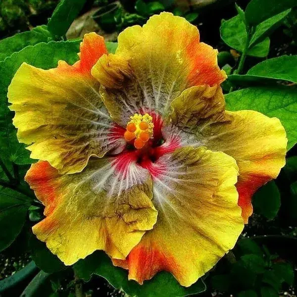 American_Variety_Hibiscus_Flower_Plant