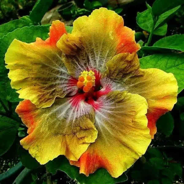 American_Variety_Hibiscus_Flower_Plant