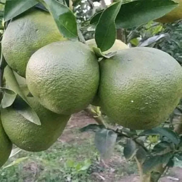 Vietnam_Malta_Grafted_Hybrid_Lemon_Fruit_Plant