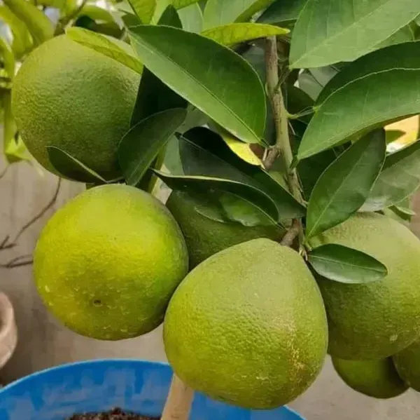 Vietnam_Malta_Grafted_Hybrid_Lemon_Fruit_Plant