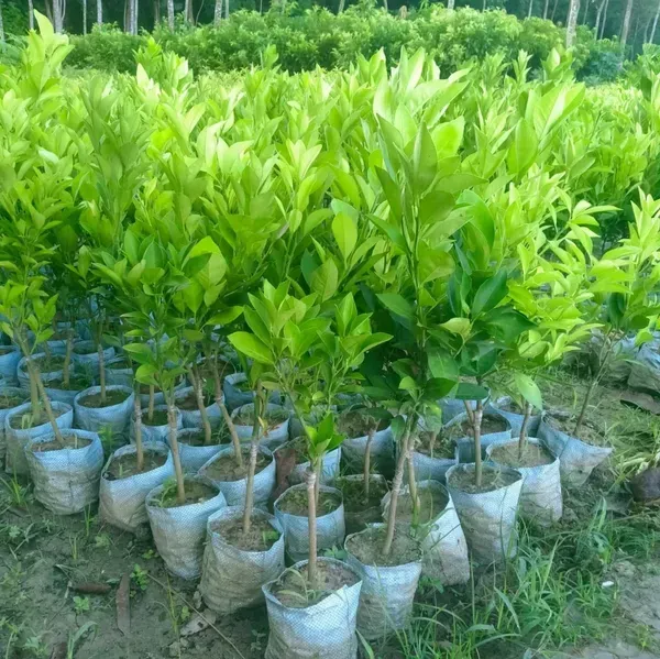 Vietnam_Malta_Grafted_Hybrid_Lemon_Fruit_Plant