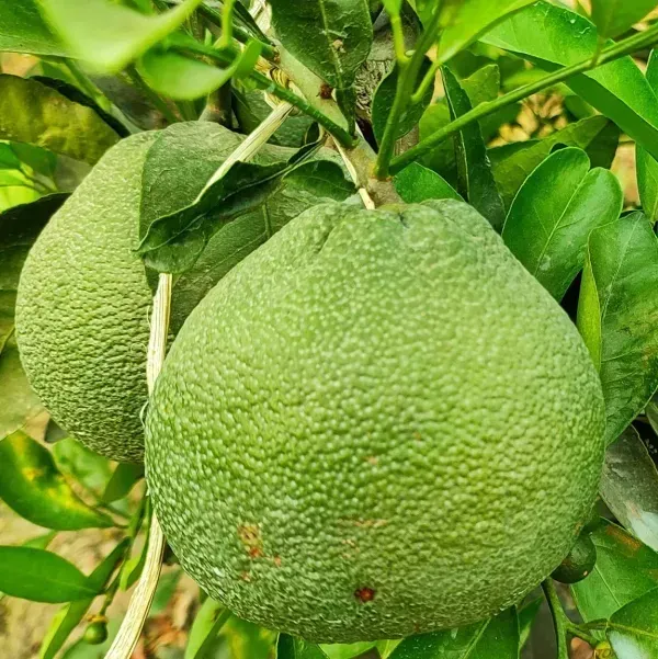 Vietnam_Malta_Grafted_Hybrid_Lemon_Fruit_Plant