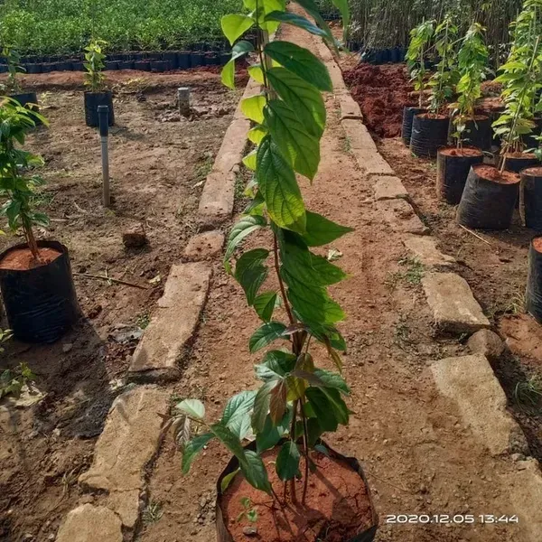 Butterfly_Pea_Tree_Clitoria_Arborea_Rare_Live_Plant