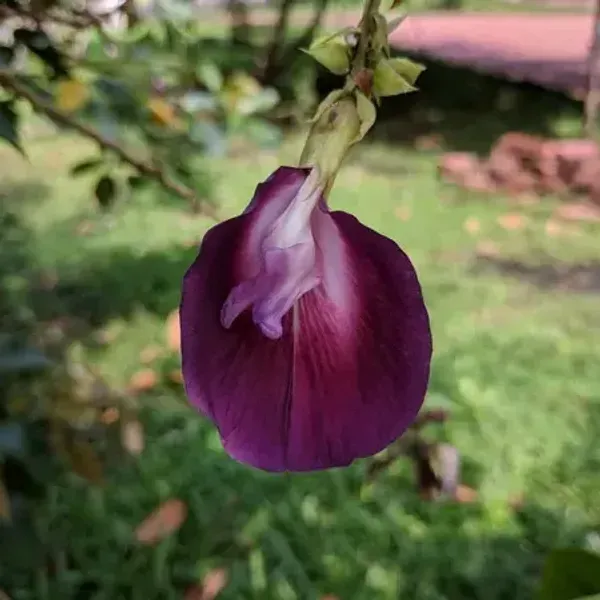 Butterfly_Pea_Tree_Clitoria_Arborea_Rare_Live_Plant