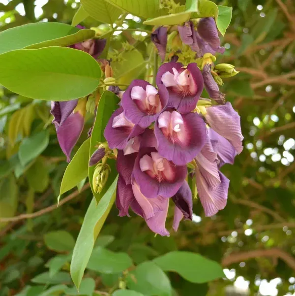 Butterfly_Pea_Tree_Clitoria_Arborea_Rare_Live_Plant