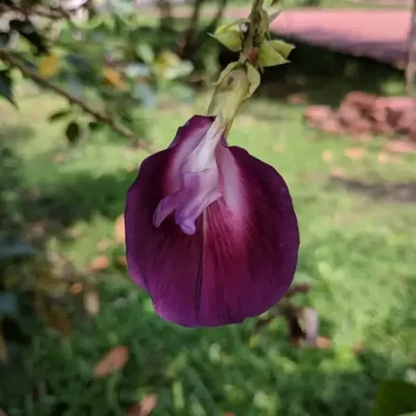 Butterfly_Pea_Tree_Clitoria_Arborea_Rare_Live_Plant