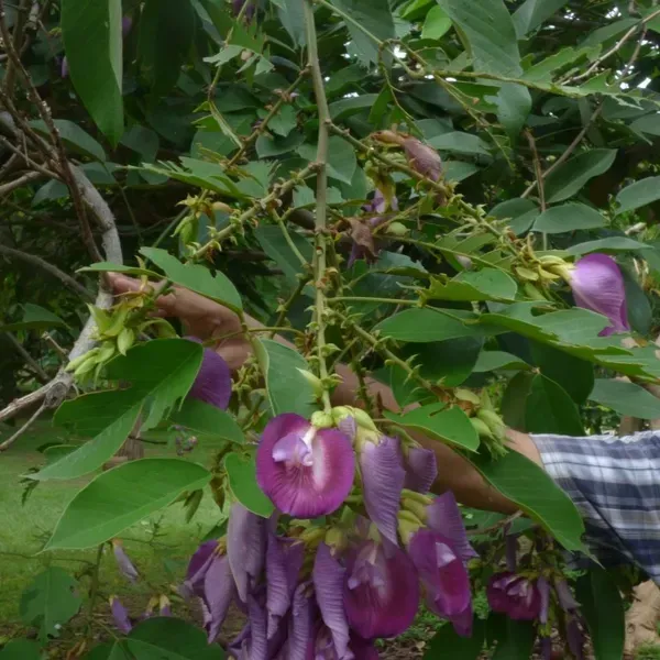 Butterfly_Pea_Tree_Clitoria_Arborea_Rare_Live_Plant