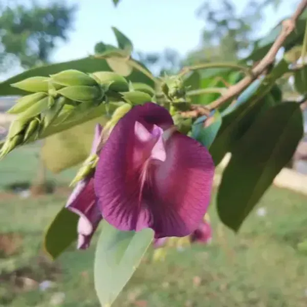 Butterfly_Pea_Tree_Clitoria_Arborea_Rare_Live_Plant