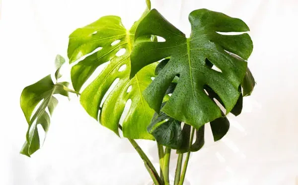 Philodendron_Plant_For_Home_Garden