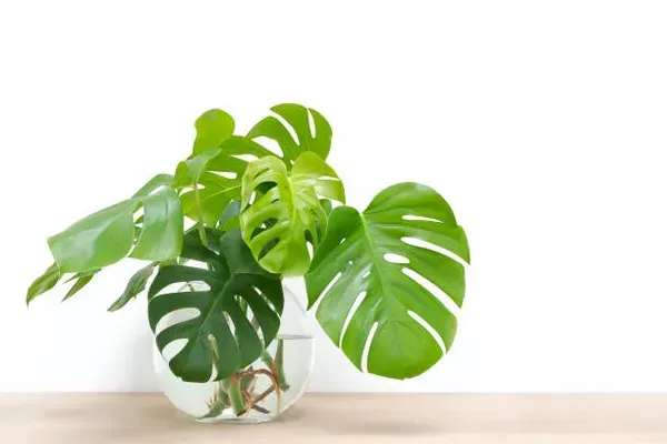 Philodendron_Plant_For_Home_Garden