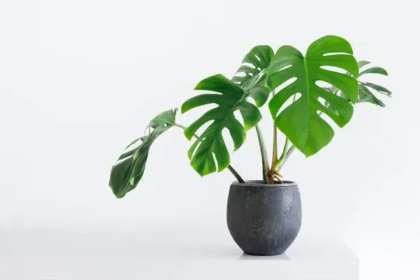 Philodendron_Plant_For_Home_Garden