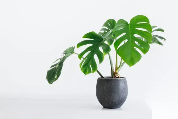 Philodendron_Plant_For_Home_Garden