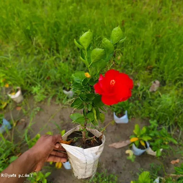 Brilliant_Red_Tropical_Hibiscus_Live_Plant