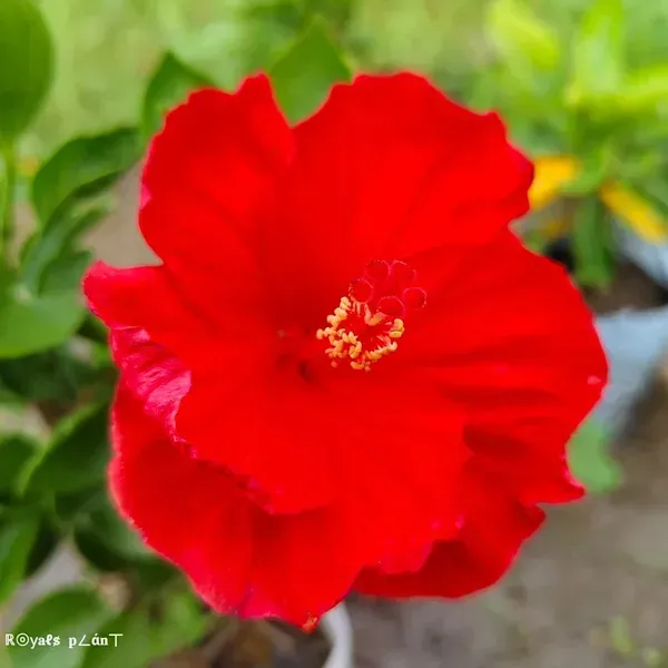 Brilliant_Red_Tropical_Hibiscus_Live_Plant