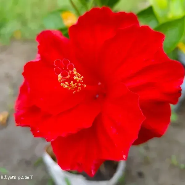Brilliant_Red_Tropical_Hibiscus_Live_Plant