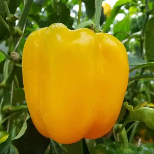 Shimla_Mirch_Capsicum_Fruit_Plant_Yellow