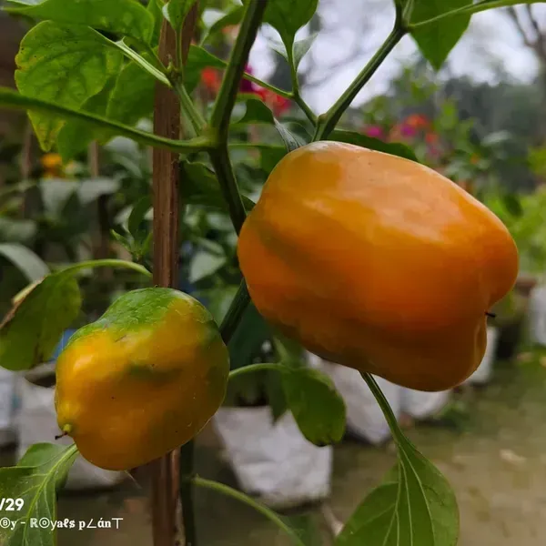Shimla_Mirch_Capsicum_Fruit_Plant_Yellow