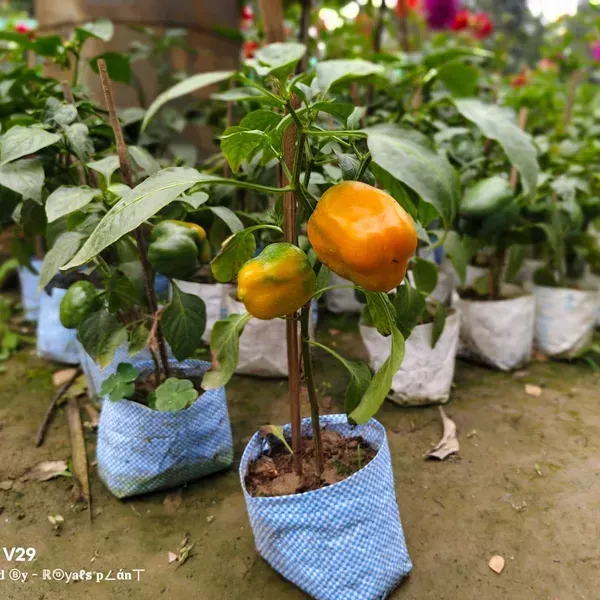 Shimla_Mirch_Capsicum_Fruit_Plant_Yellow