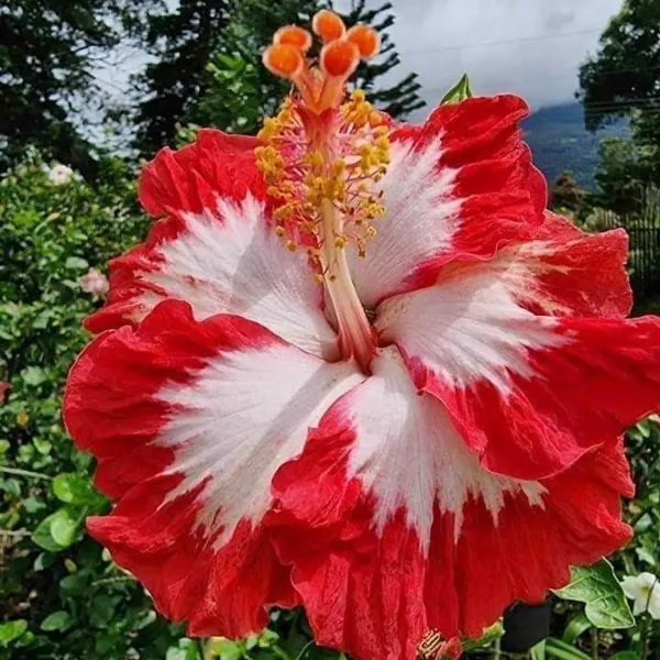 Grafted_Red_White_Hibiscus_Flower_Plant