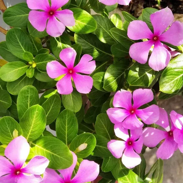 Vinca_Sadabahar_Flower_Plant_Purple