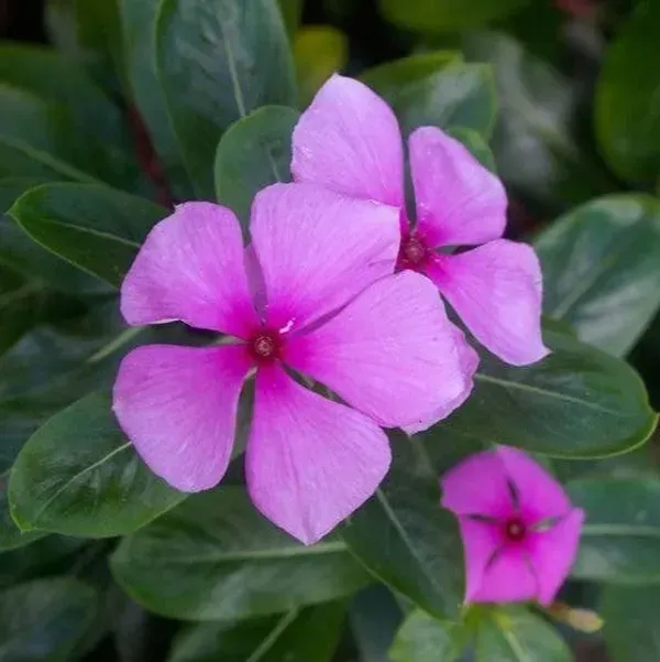 Vinca_Sadabahar_Flower_Plant_Purple