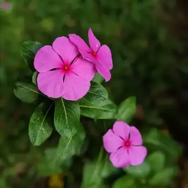Vinca_Sadabahar_Flower_Plant_Purple