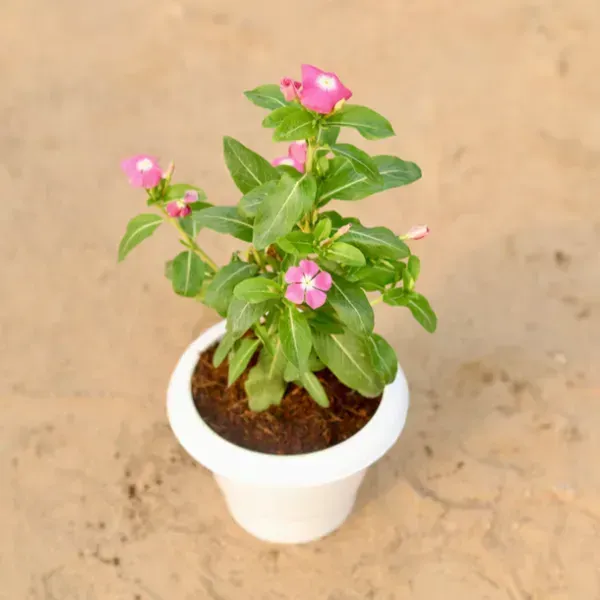 Vinca_Sadabahar_Flower_Plant_Purple