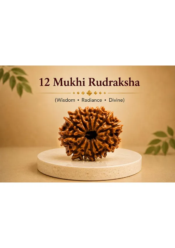 12_Mukhi_Nepal_Rudraksh